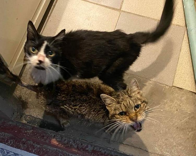 Kattenpraat