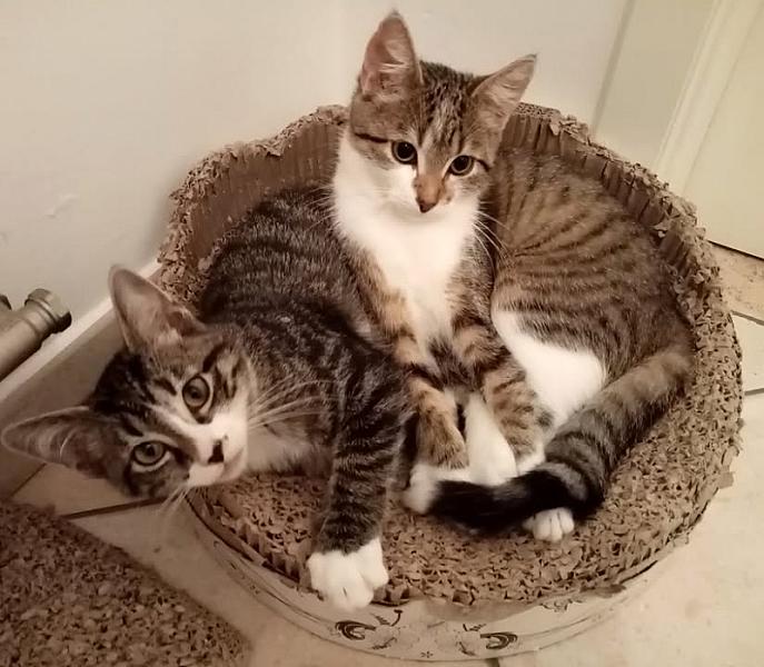 Kattenpraat