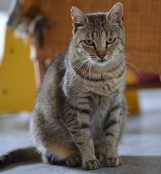 Kattenpraat