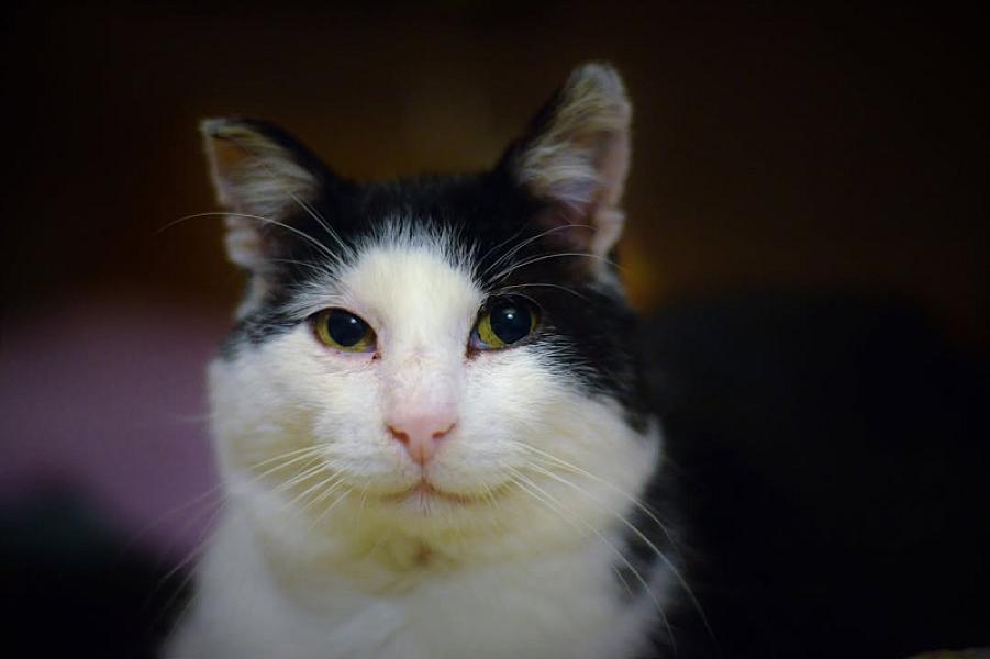 Kattenpraat