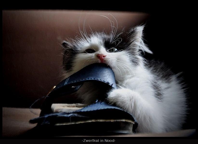 Kattenpraat