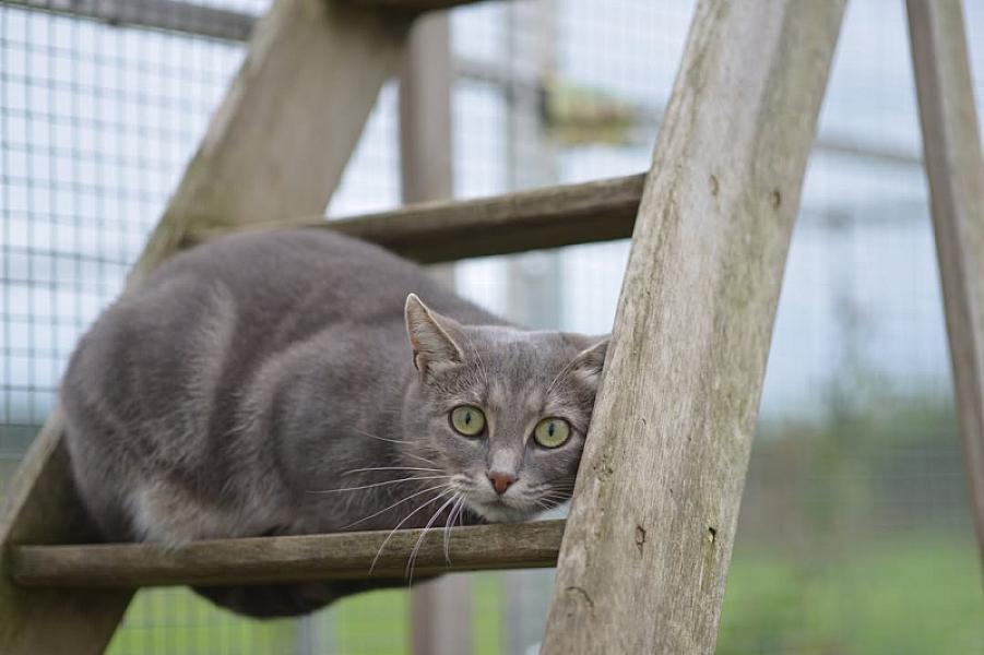 Kattenpraat