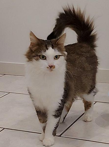 Kattenpraat