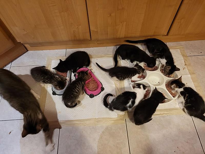Kattenpraat