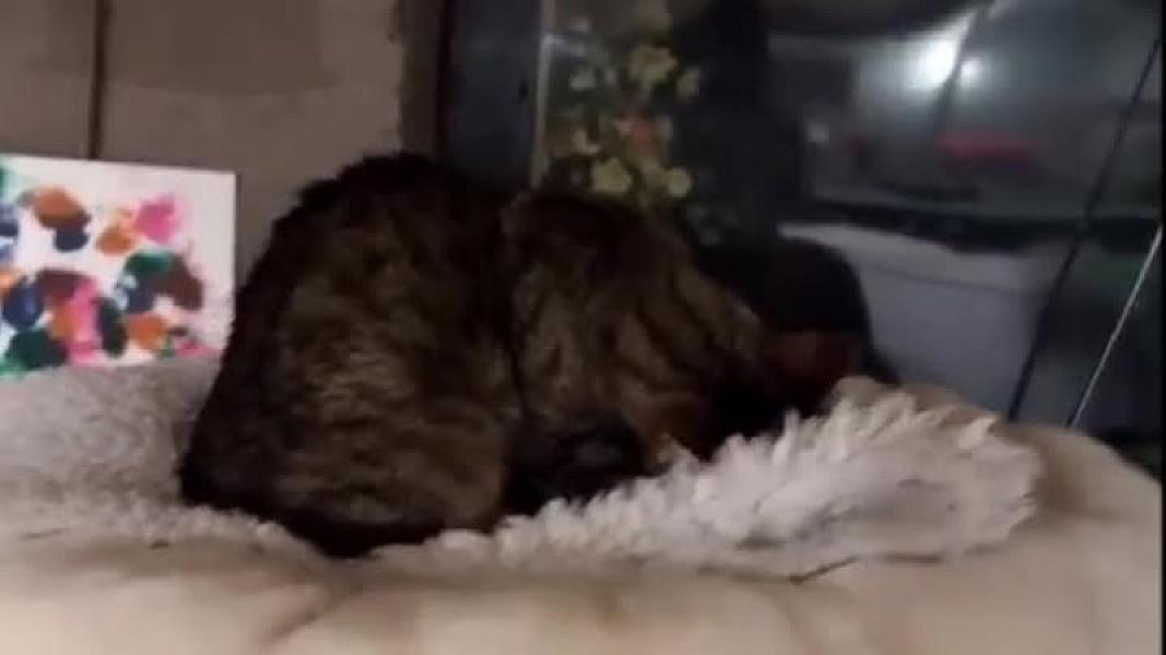 Kattenpraat