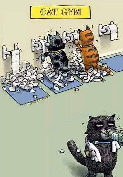 Kattenpraat