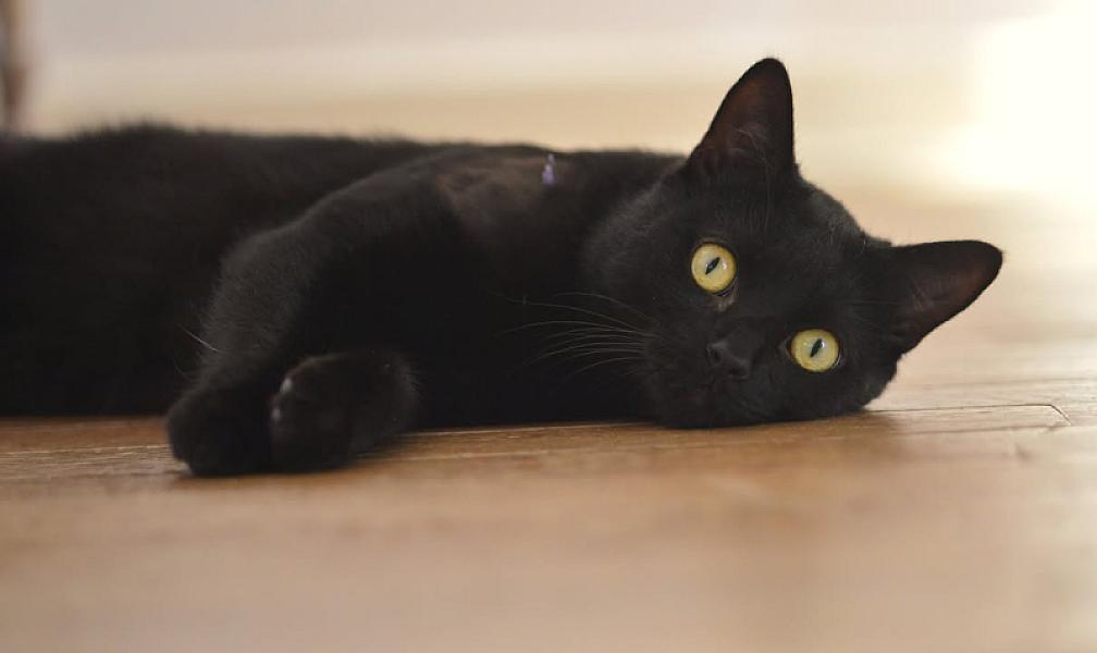 Kattenpraat