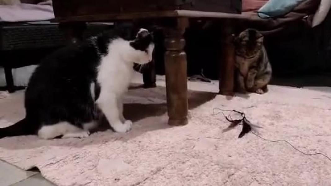 Kattenpraat