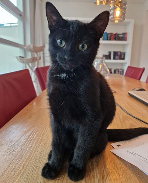 Kattenpraat