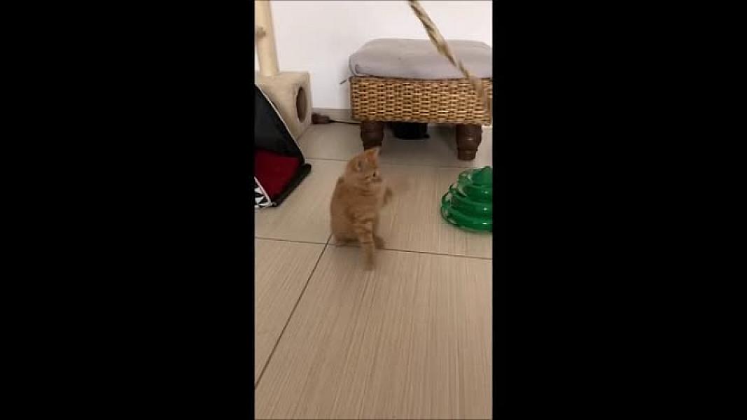 Kattenpraat