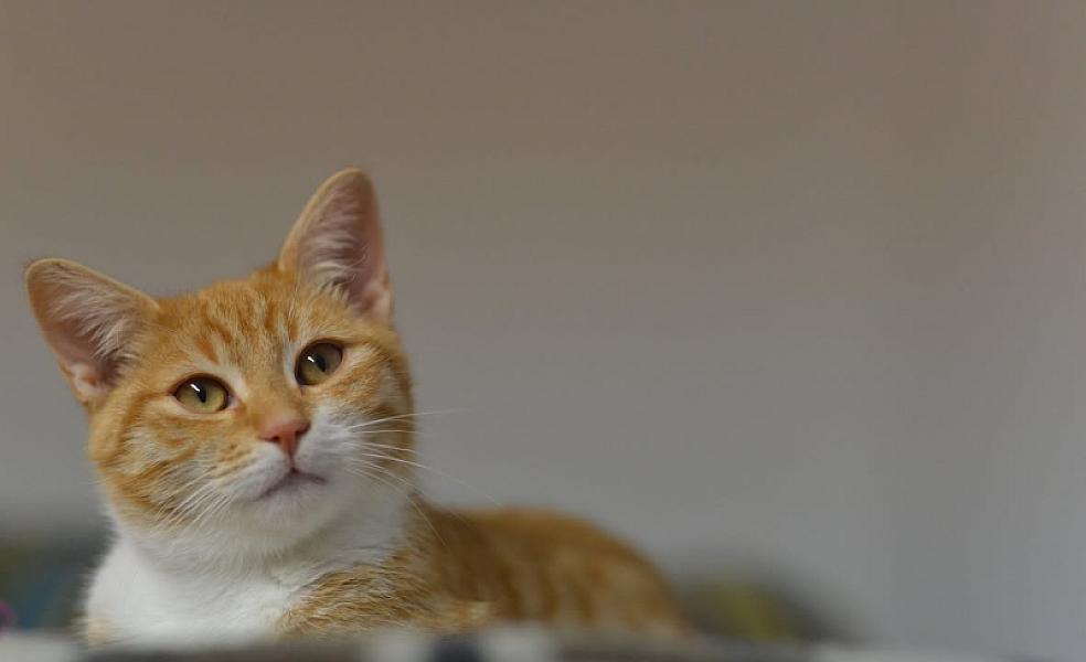 Kattenpraat
