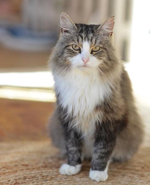 Kattenpraat