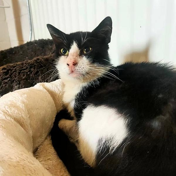 Kattenpraat