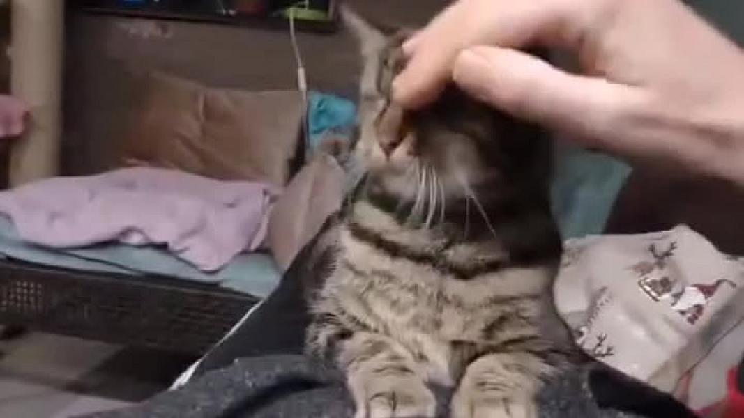 Kattenpraat
