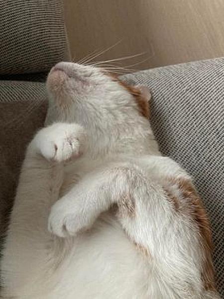 Kattenpraat