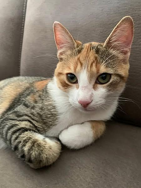 Kattenpraat
