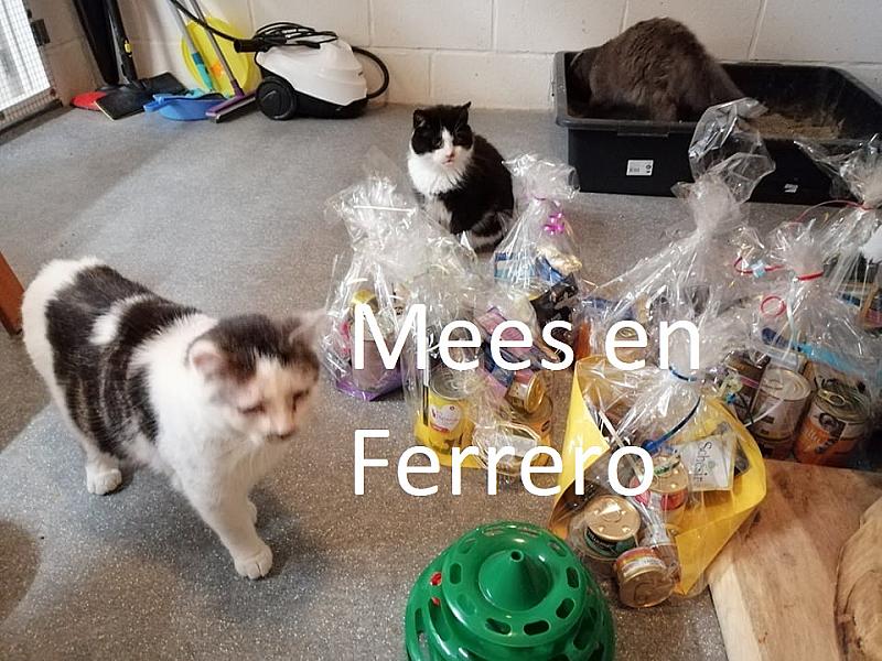 Kattenpraat