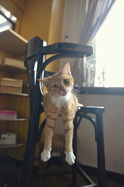 Kattenpraat