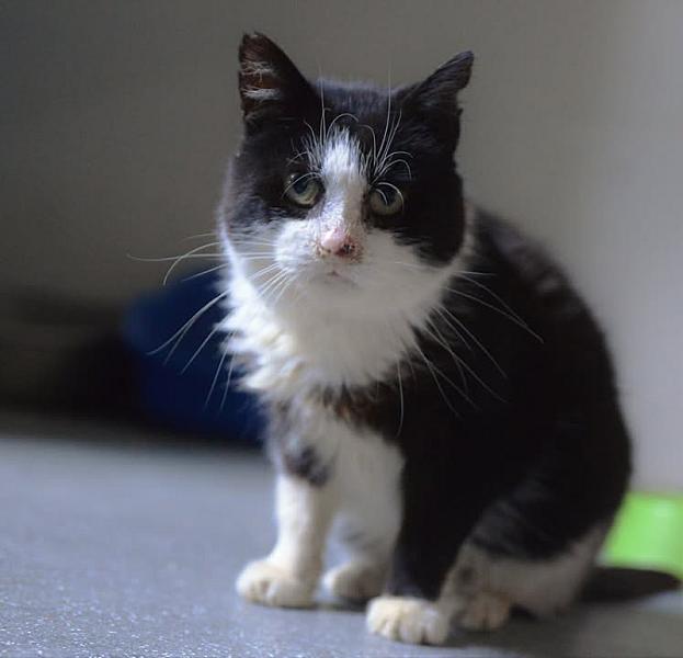 Kattenpraat