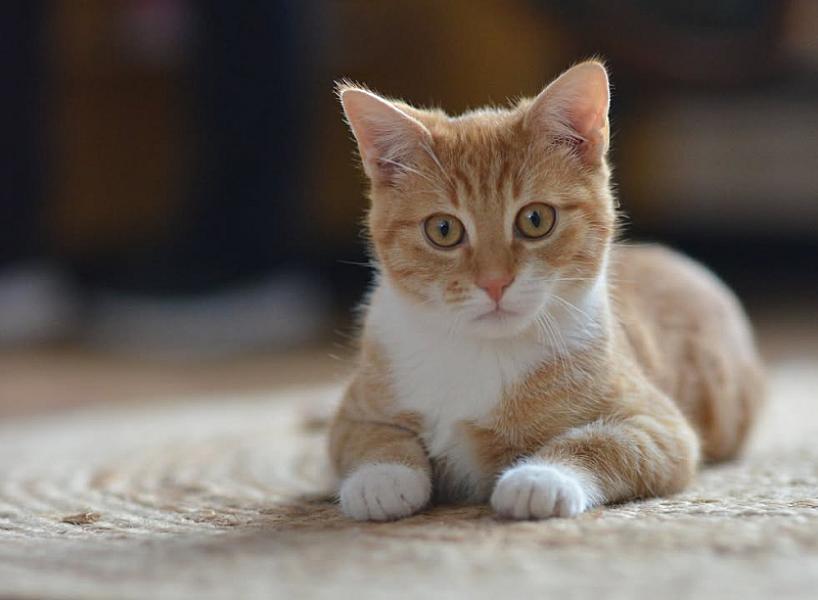 Kattenpraat