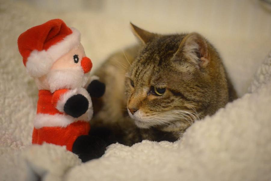 Kattenpraat