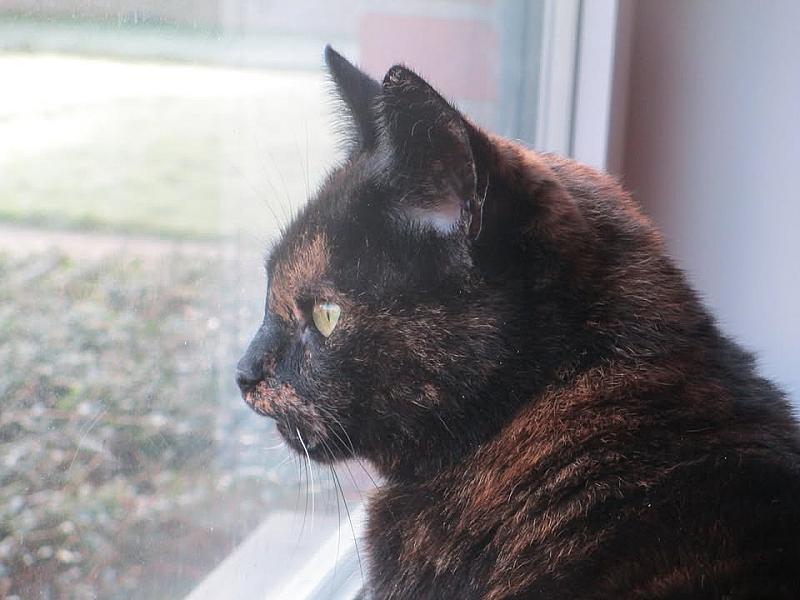 Kattenpraat