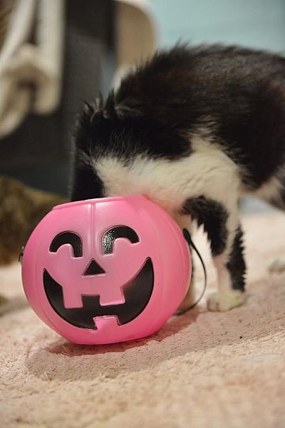 Kattenpraat