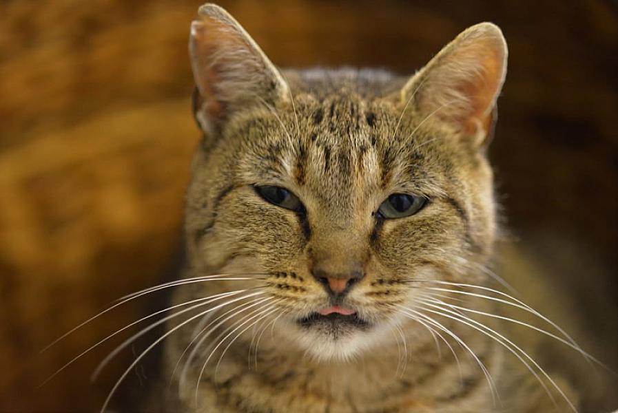 Kattenpraat