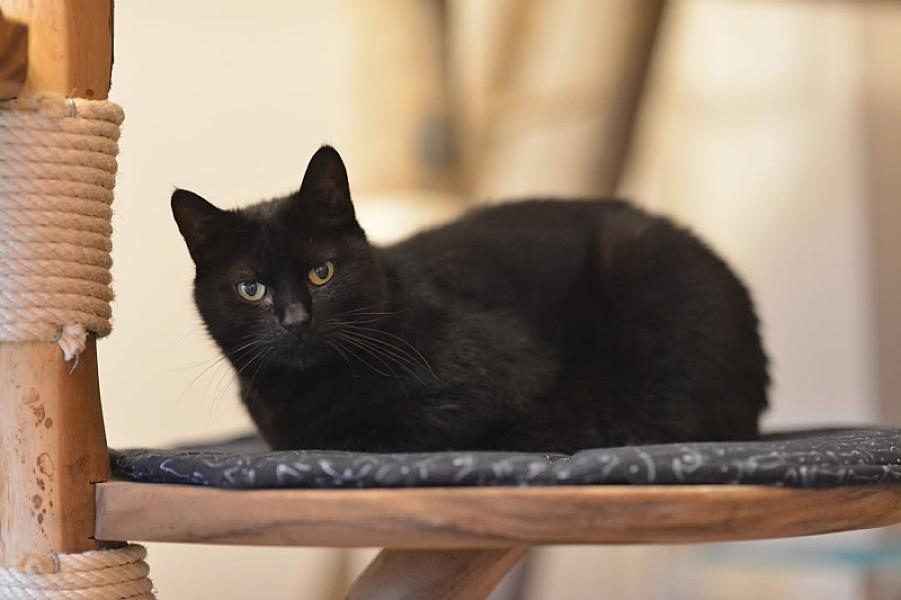 Kattenpraat
