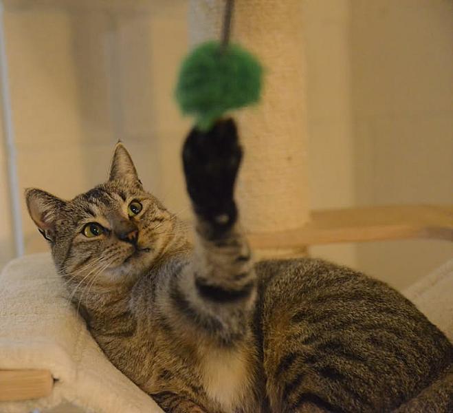 Kattenpraat