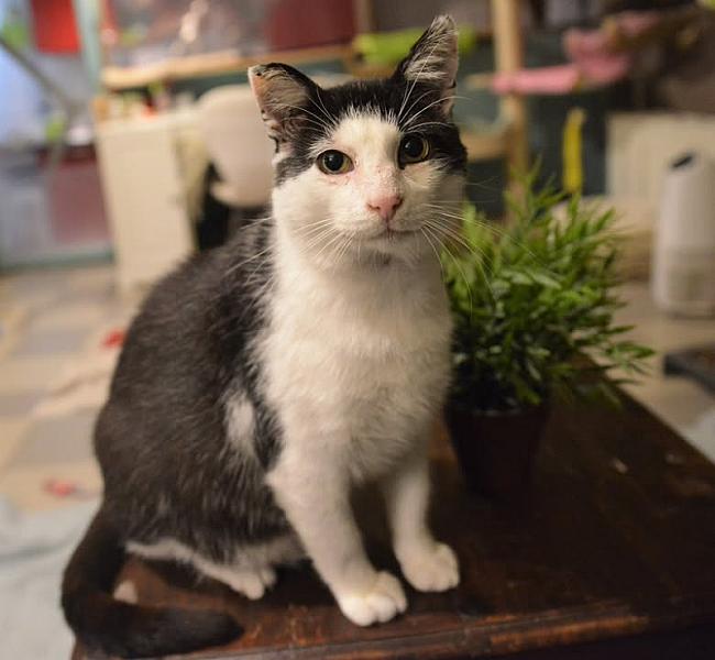 Kattenpraat
