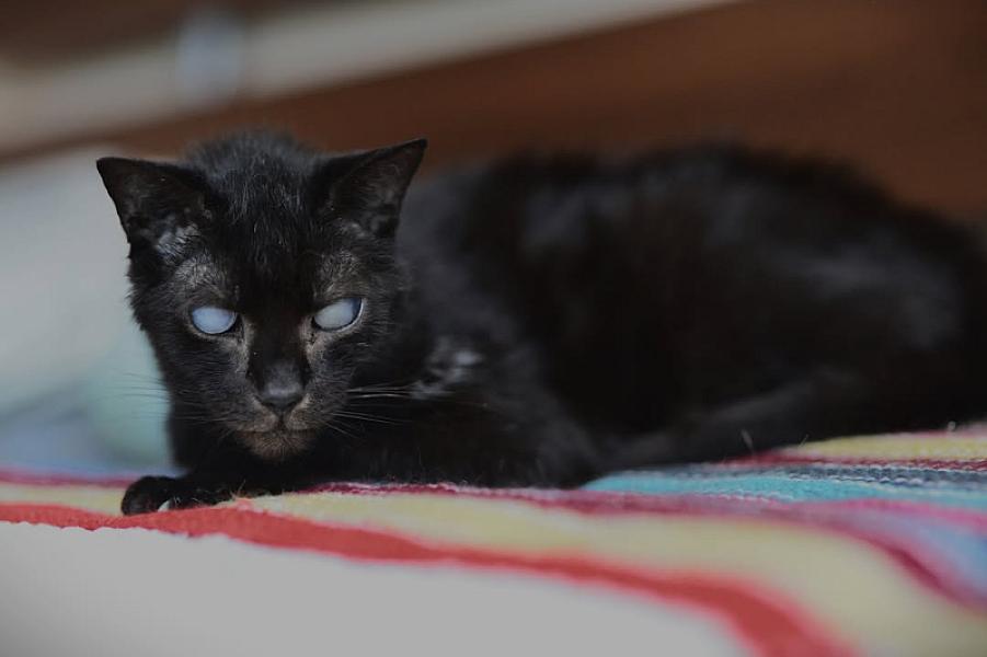Kattenpraat