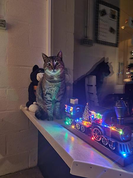 Kattenpraat