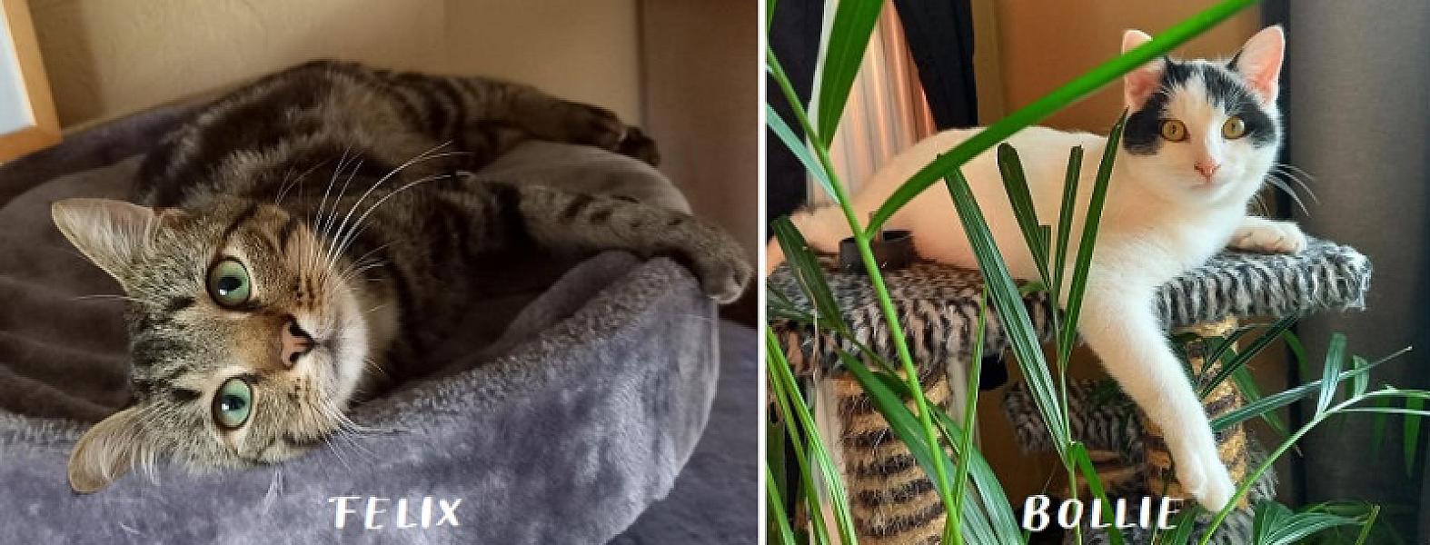 Kattenpraat