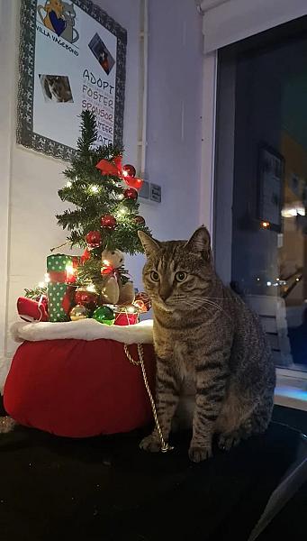 Kattenpraat
