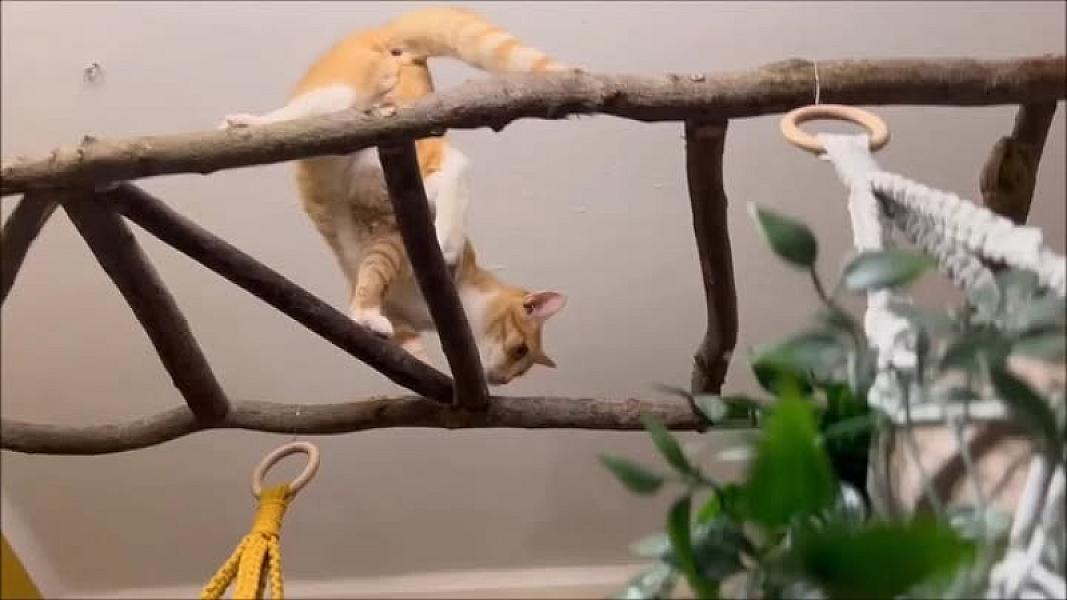 Kattenpraat