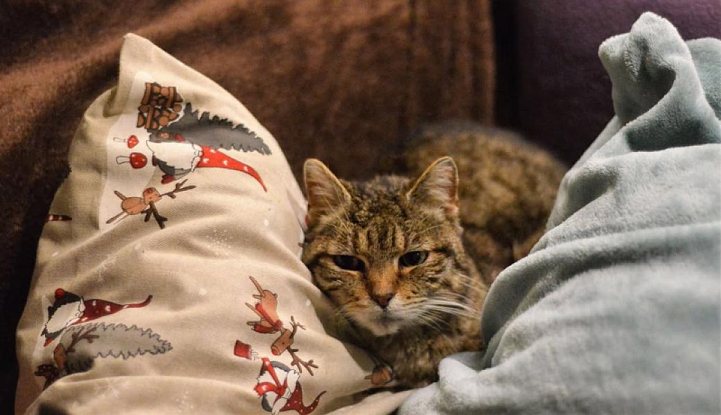 Kattenpraat