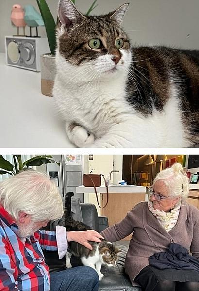Kattenpraat
