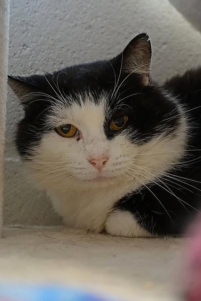 Kattenpraat