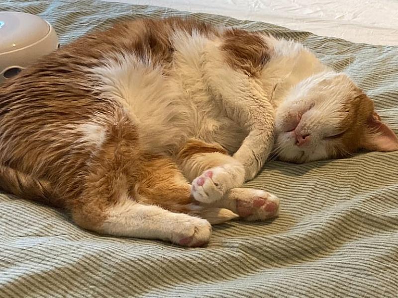 Kattenpraat
