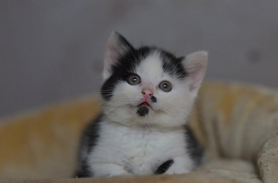 Kattenpraat