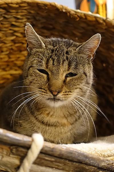 Kattenpraat