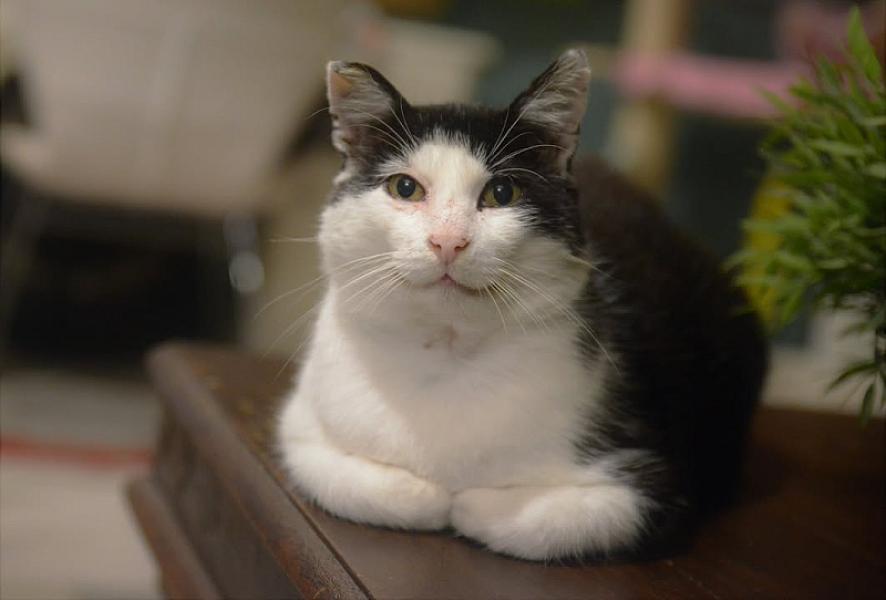 Kattenpraat