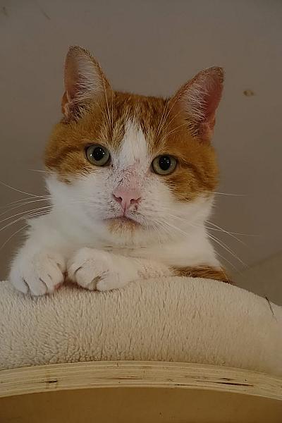 Kattenpraat