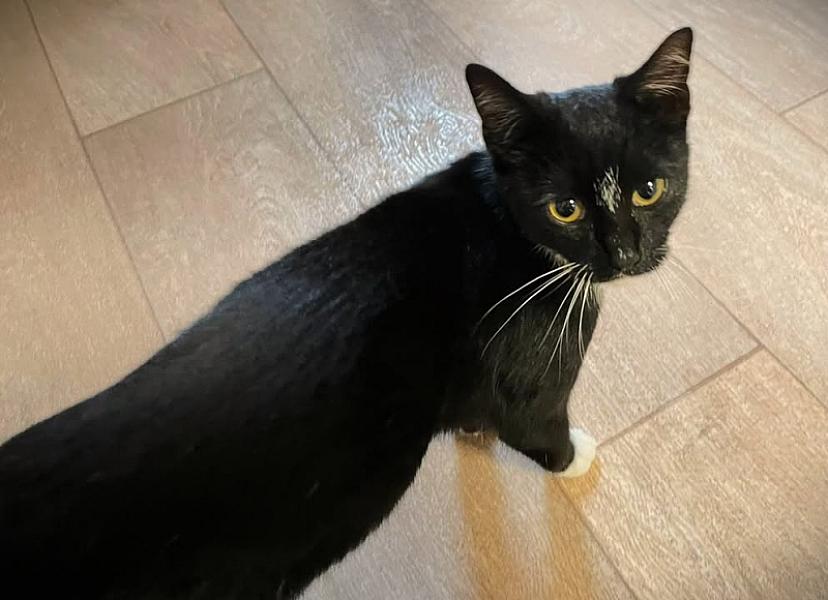 Kattenpraat