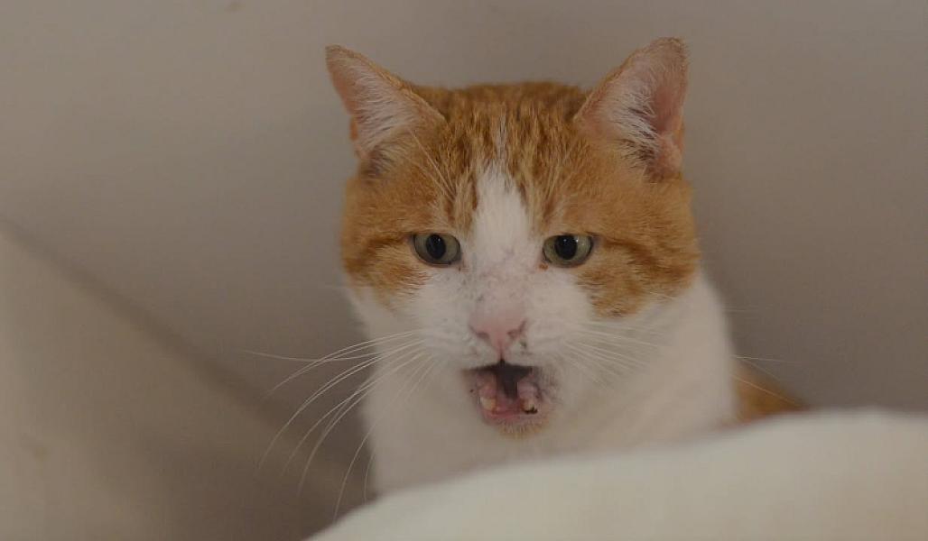 Kattenpraat