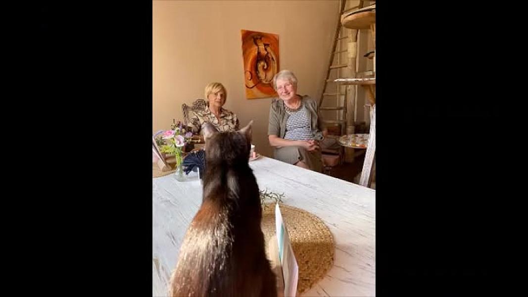 Kattenpraat