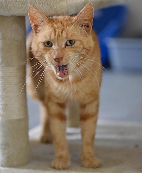 Kattenpraat