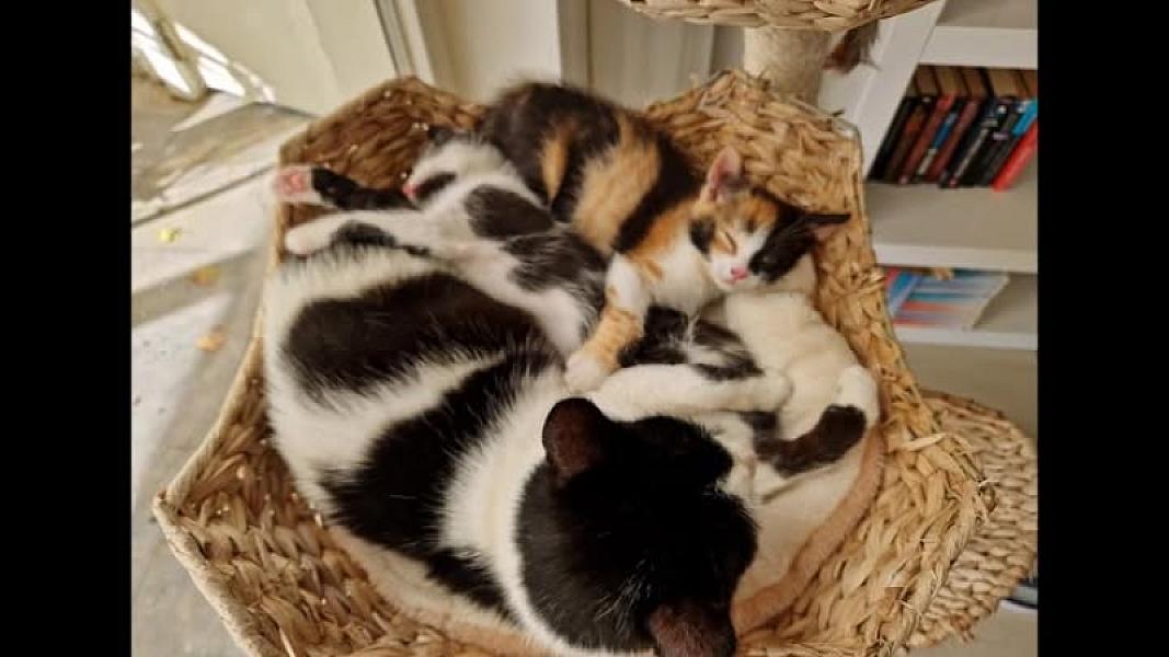 Kattenpraat