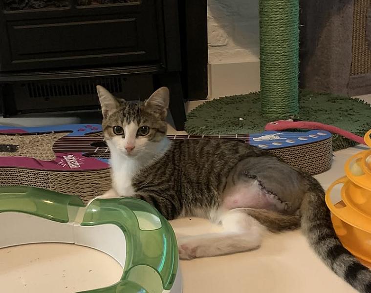 Kattenpraat